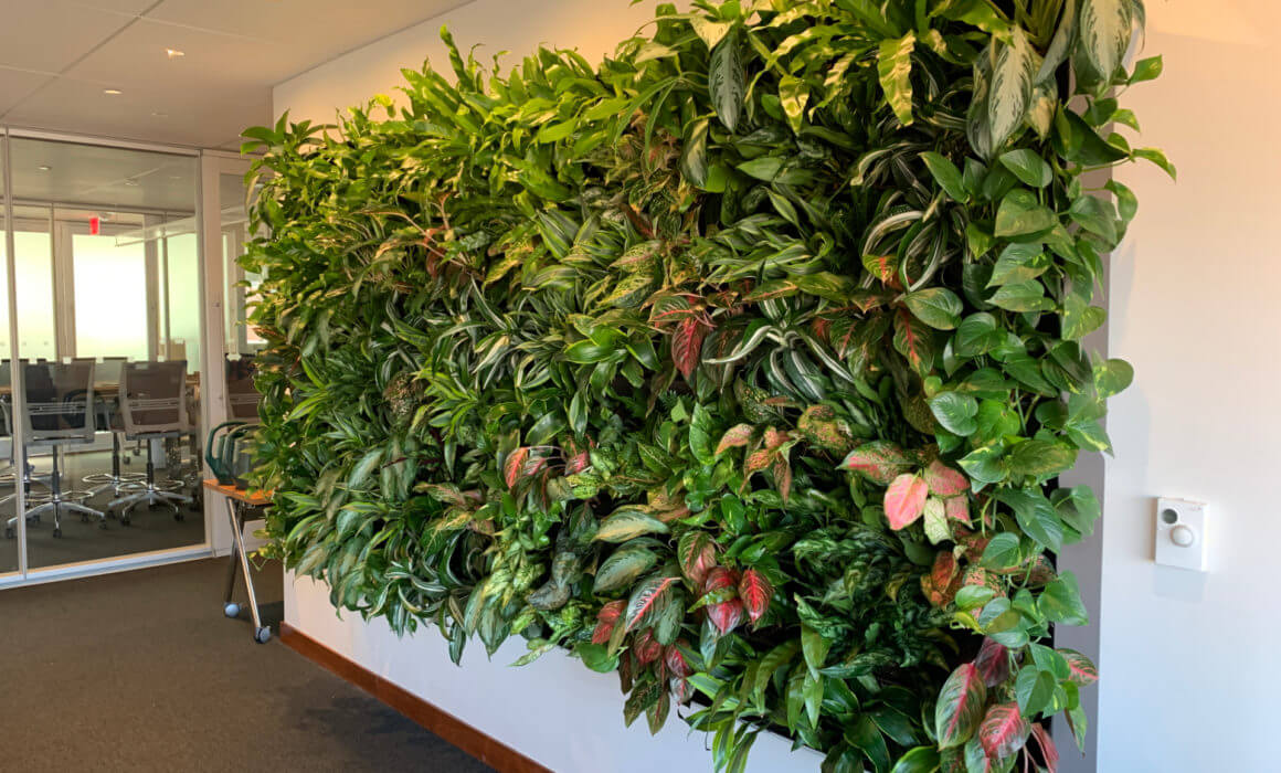 Living Wall Plant Interior Office Plantscaping Design