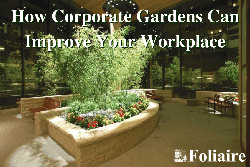 How Corporate Gardens Can Improve Your Workplace - office plantscaping, interior planting design, interior plant design, living walls, interior plantscaping