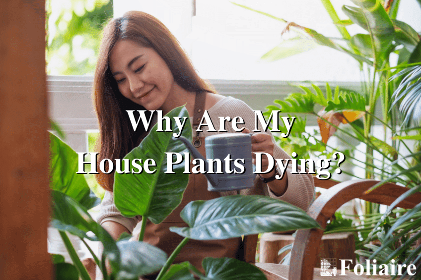 Why Are My House Plants Dying - Foliaire Blog - house plants dying, indoor plantscaping, best indoor plants, hanging plants, plant watering, plant care