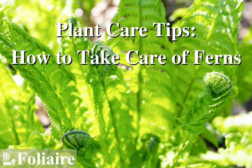 Plant Care Tips - How to Take Care of Ferns - Foliaire Inc. - how to take care of ferns, plant care tips, hanging plants, interior planting design, indoor plant care, indoor plant watering