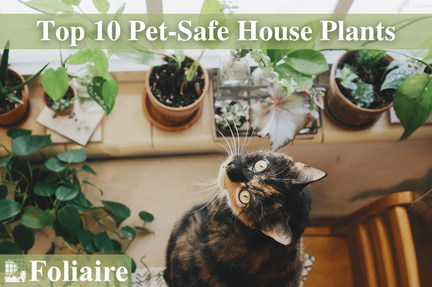Plant Care Tips - Top 10 Pet-Safe House Plants - Foliaire Inc. - indoor plantscaping, interior plantscaping, plant care tips, pet safe house plants, pet friendly house plants, plant watering
