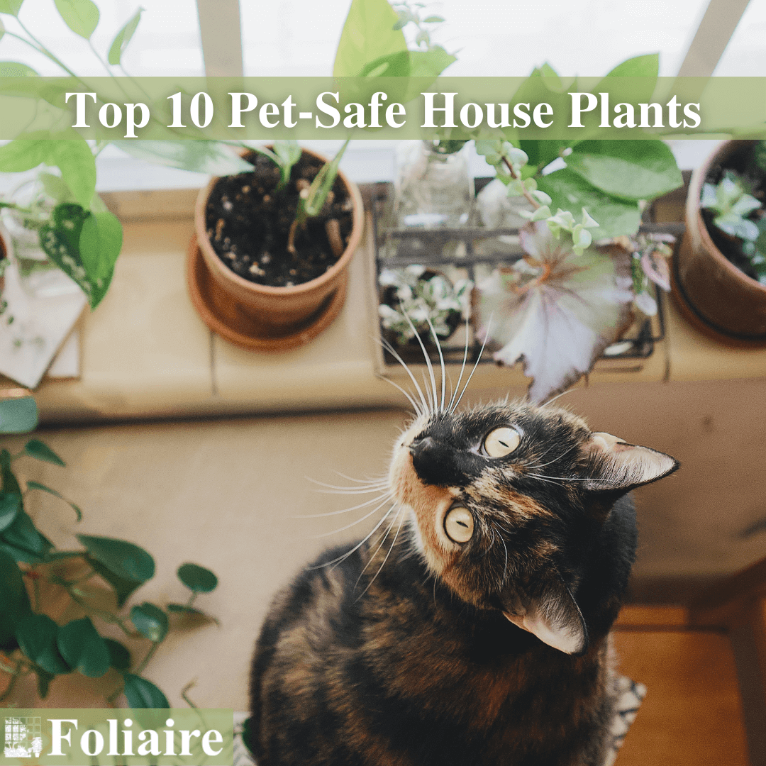 Plant Care Tips Top 10 PetSafe House Plants Indoor Plantscaping Blog