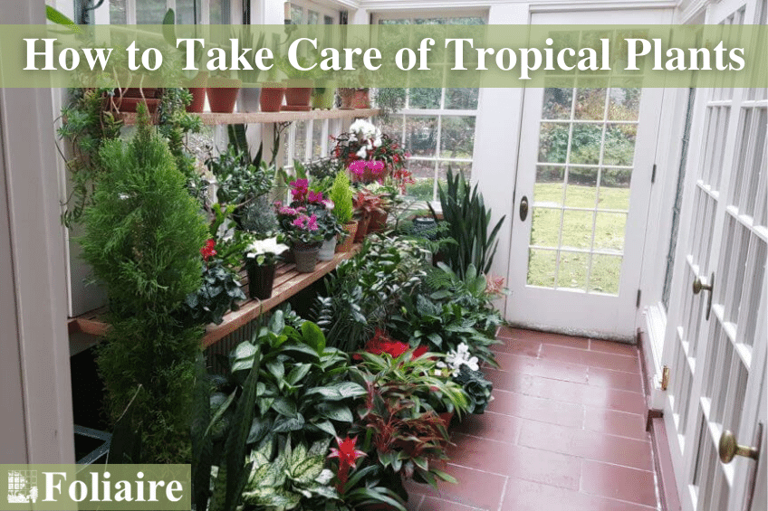Plant Care Tips - How to Take Care of Tropical Plants - Foliaire Inc. - landscaping Boston, hanging plants, tropical plants, exotic plants
