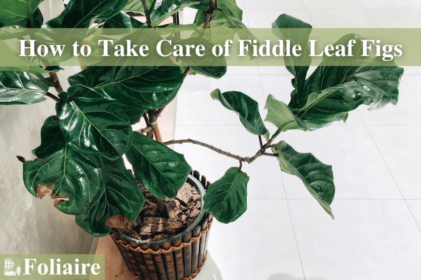 How to Take Care of Fiddle Leaf Figs - best indoor plants, plant care tips, exotic plants, interior plantscaping, indoor plant maintenance - Foliaire Boston MA