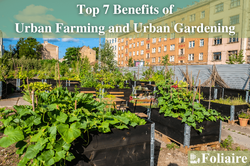 Top 7 Benefits of Urban Gardening and Urban Farming - greenscape, interior plantscaping, urban landscaping, living walls, urban garden - Foliaire Inc. Boston MA