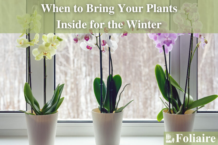 When to Bring Your Plants Inside for the Winter - greenscape, interior planting design, best indoor plants, plants in the office, plant care - Foliaire Inc.