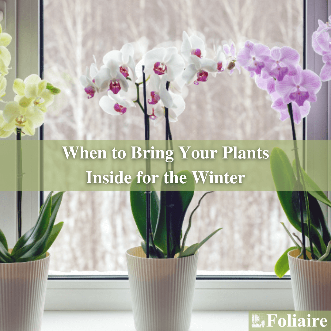 When to Bring Your Plants Inside for the Winter Foliaire Blog