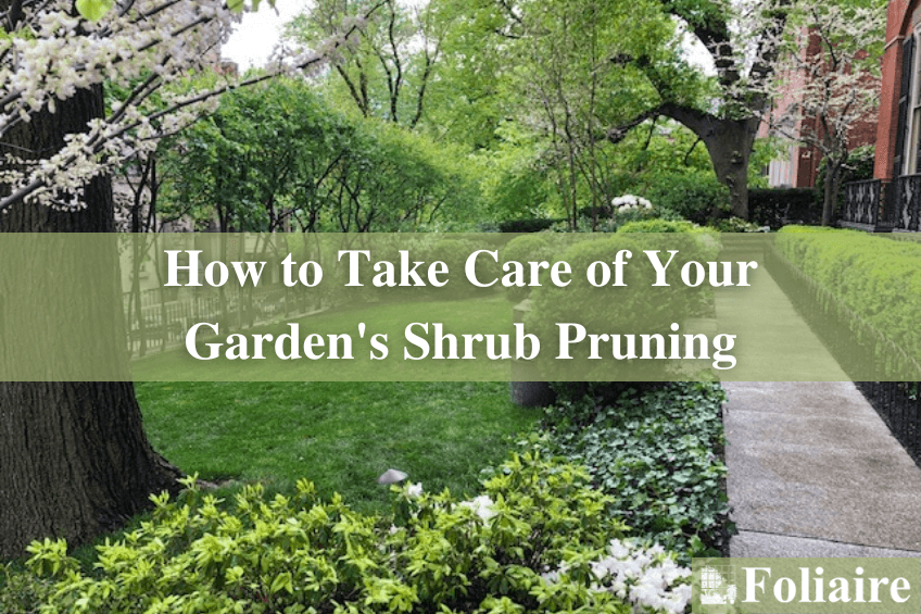 How to Take Care of Your Garden's Shrub Pruning - exterior landscape design, Boston fabrication, plant care, rooftop garden, urban landscaping - Foliaire Inc.