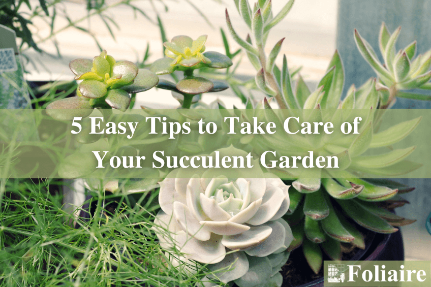 5 Easy Tips to Take Care of Your Succulent Garden - Foliaire Inc. Boston MA - corporate garden, Boston exterior design, indoor landscape design, plant care, urban landscaping