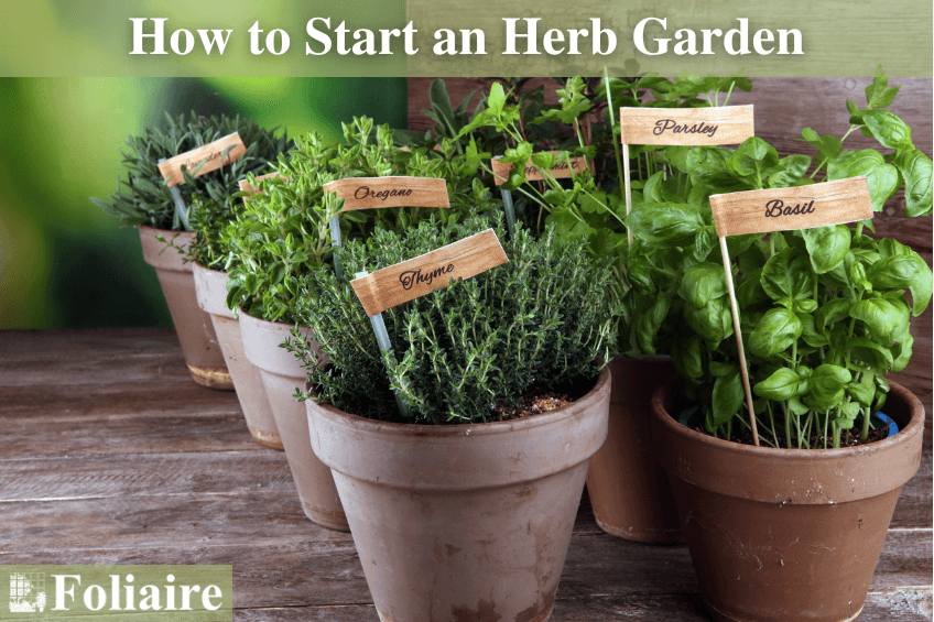 Plant Care Tips - How to Start an Herb Garden - Foliaire Inc. Boston MA Plantscaping - greenscape design, exterior landscape design, rooftop garden, urban landscaping, Boston fabrication