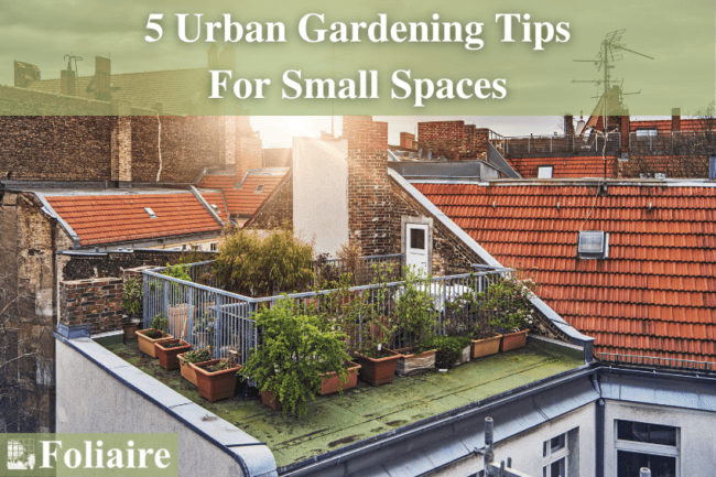 Photo inspiration: 5 Urban Gardening Tips For Small Spaces Photo Inspiration