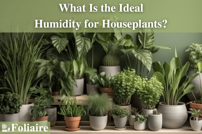 Foliaire Inc. Boston MA - humidity for houseplants, corporate plantscaping, office plant care, corporate plant care, indoor landscape design, corporate gardening