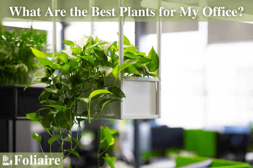 office planting design, corporate interior, corporate plants, office plant watering, office interior plants - Foliaire Inc. Boston MA